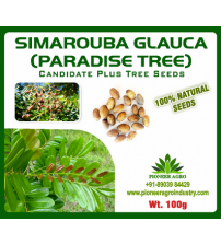 Simarouba Glauca / Paradise Tree Seed 100 grams
